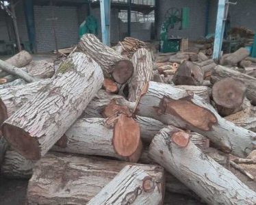 کشف 1.6 تن چوب قاچاق تاغ در شاهرود