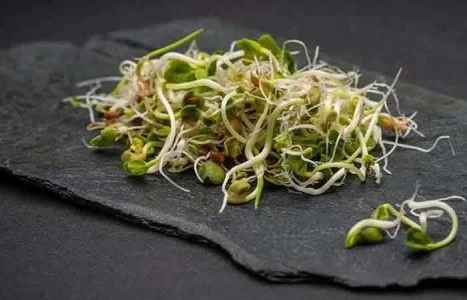 طریقه مصرف جوانه گندم دکتر بیز برای لاغری
